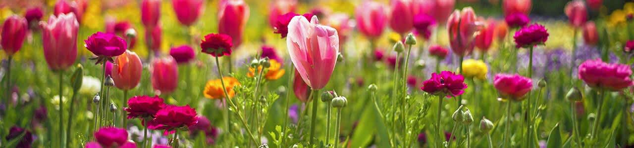 RHS Chelsea Flower Show - Sunday Tickets