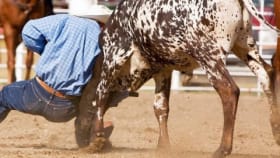 PBR - Professional Bull Riders