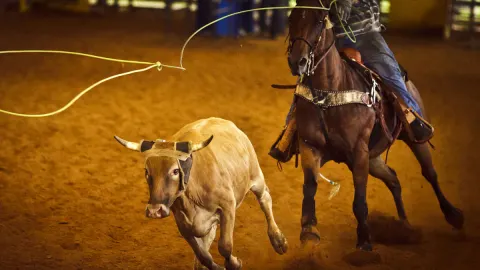 Cheyenne Frontier Days Rodeo