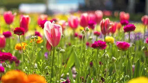 RHS Chelsea Flower Show (Friday Evening)