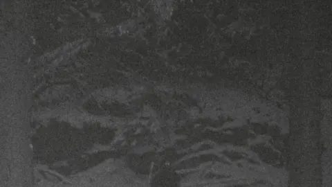 Taake